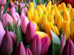 В Волжской оранжереи вырастили более 30 тысяч тюльпанов