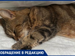Кот из Средней Ахтубы оказался на грани смерти из-за ошибки ветеринара