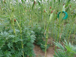 Краснослободцам, растившим коноплю с кукурузой, снизил срок облсуд