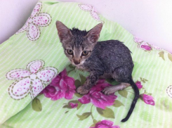 В Волжском котенок неделю умирал на дереве