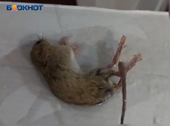 В цветных домах Волжского завелись мыши: видео 18+