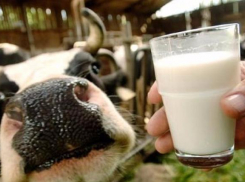 В волжской колонии осужденных будут поить парным молочком за полмиллиона