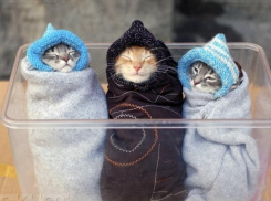 Ветреную и тучную погоду принесет Ерофеев день в Волжский