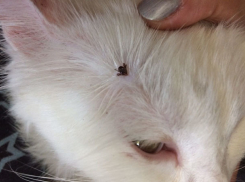 В Волжском появилось много клещей, которые атакуют людей и животных