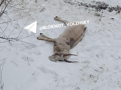 Беременная сайга найдена мертвой во дворе жилого дома в Волжском