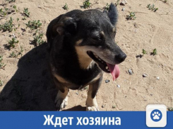 В добрые руки маленького охранника отдают в Волжском