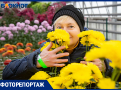 Фестиваль «королевы осени»: в Волжском цветут 40 тысяч хризантем 140 сортов