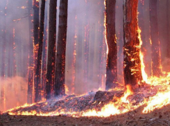В регионе сохраняется высокая пожароопасность - волжанам рекомендуют быть осторожными
