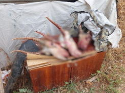 В Волгоградской области задержали браконьеров с полным кузовом краснокнижных животных: шокирующие кадры