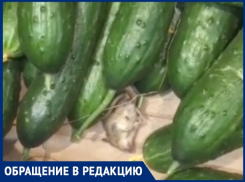 «Поднимаю огурец, а там дохлая мышь», - волжанка