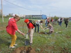 В Волжском снова начнут озеленять город