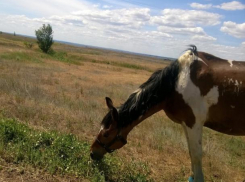 Нерабочий понедельник окажется прохладным для волжан