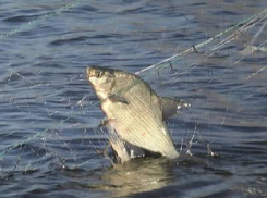 В Волгоградской области браконьерам грозит полгода за вылов рыбы.