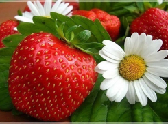 Рынки Волжского «загорелись» клубничными лотками