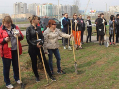 Около сотни волжан «добровольно» в выходной день окапывали деревья и собирали мусор на улице