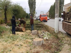 На проспекте Ленина в Волжском спилили все тополя для высадки лип