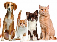 Волжская дума прокомментировала налог на домашних животных