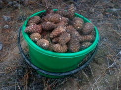 Шишки переработали как надо: в Волжском собрали 10 тонн