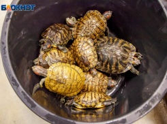 Красноухие агрессоры нападают на черепах в Волго-Ахтубинской пойме