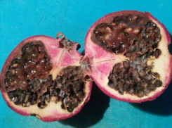 Гнилой гранат попался волжанке в «Перекрестке»