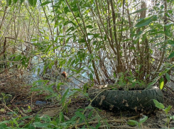В Волжском эковолонтеры решили навести порядок на берегу реки