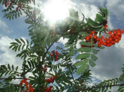 В первой половине дня ожидается переменная облачность