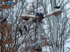 Температурные качели и ветер ждут волжан во вторник: прогноз погоды