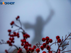 Ягоды рябины алеют на январском снегу в Волжском