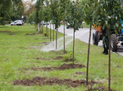 Волжский решили сделать городом лип