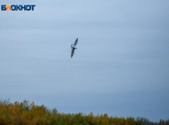 Близ Волжского открылась весенняя охота на пернатых