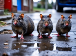 В Волжском  из-за нашествия крыс забили тревогу: Роспотребнадзор потребовал травли пока чума и бешенство не распространились