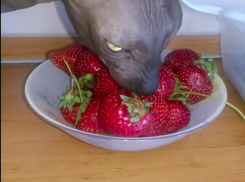 Лысый Юрий Гагарин оказался любителем клубнички в Волжском 