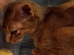 Волжанка заплатила псевдоврачу 15 тысяч рублей за лечение котенка