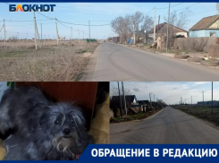 «Специально переехал собаку и поехал дальше», - волжанин рассказал о происшествии.Видео