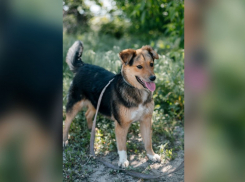 Веселая и дружелюбная девочка Кнопа из семейства псовых ищет семью в Волжском