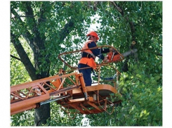 В Волжском управляющая компания выплатит 56 тысяч за вырубку 4 деревьев