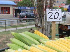Волжан предупреждают об опасности продуктов с несанкционированных рынков