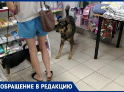 Дикие собаки бегают по магазину и пугают покупателей в Волжском