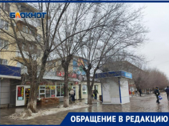 Жители Волжского в ожидании трагедии: три гигантских дерева могут рухнуть на остановку