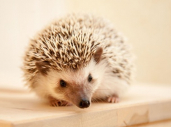 Волжане могут спасти ежей с помощью старых батареек