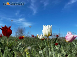 Близ Волжского в природном парке «Волго-Ахтубинская пойма» сохраняли первоцветы