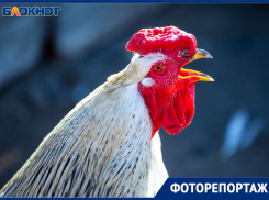 Петухи на улицах Волжского: праздник птиц в объективе фотографа
