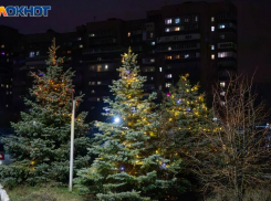 Как выбрать идеальную новогоднюю елку и избежать неприятных сюрпризов?