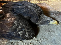 Отрезали крыло, но спасли жизнь: в приюте выхаживают найденного в окрестностях Волжского орлана