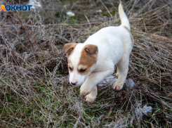 В Волжском выделят 1,6 млн рублей на передержку животных с подозрением на бешенство