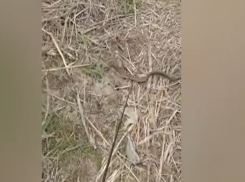 Поползли хладнокровные - сезон змей в Волжском начался: видео