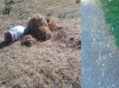 Ужасная картина развернулась на территории учебного заведения в Волжском