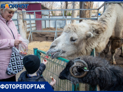 Волжский зоодворик рассказал о зимних буднях питомцев