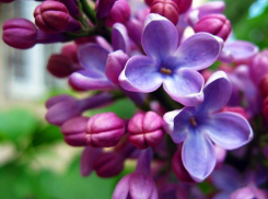 Безветренные и солнечные выходные порадуют волжан