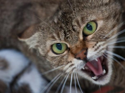 В Волжском участились случаи заболевания бешенством у котов